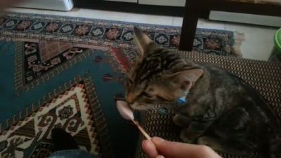 Magnumcu Kedi