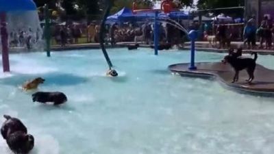 Köpeklerin çılgın havuz partisi