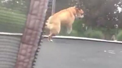 Trambolin görünce kendinden geçen köpek
