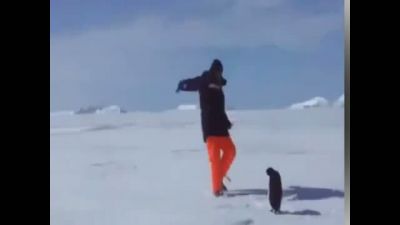 Adamın Penguenle İmtihanı