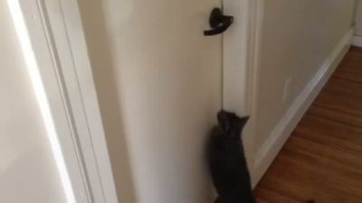 Kedi Kapalı Kapıyı Böyle Açtı