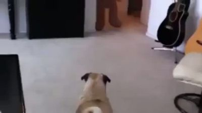 Aşırı Korkak Köpek