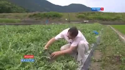 Japonya'dan Kare Karpuzlar