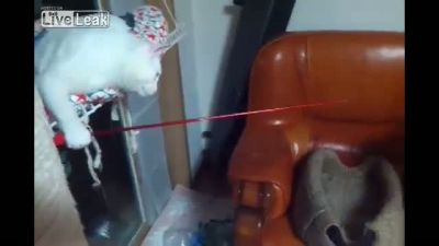 Olta Kullanan Kedi