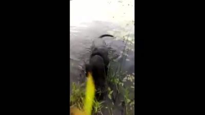 Kahraman Köpek