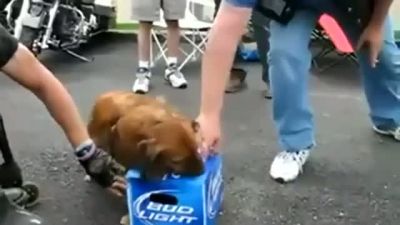 Biralara El Koyan Köpek