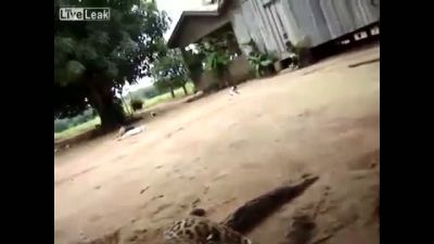 Köpeği Yalayan Jaguar