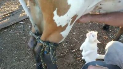 Taze Sütü Seven Kedi
