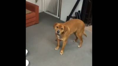 Sahibini İplemeyen Köpek