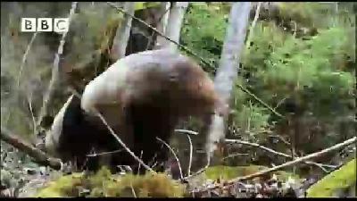 Pandaların İşeme Ritüeli