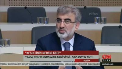 Melih Gökçek'in Kedileri