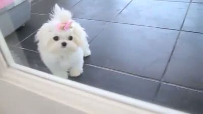 Oyuncak Gibi Köpek