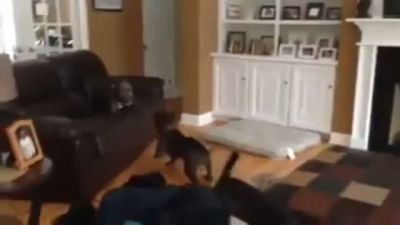Yerinde Duramayan Köpek