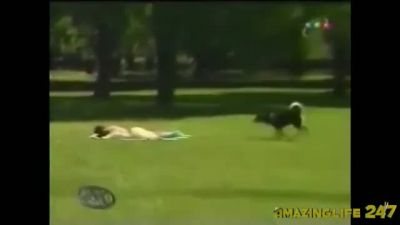 Sapık Köpek İş Başında