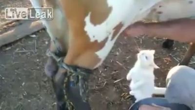 Sağılan İnekten Süt İçen Kedi