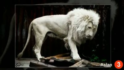 Birbirinden İlginç 20 Albino Hayvan