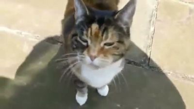 Miyavlamayı Bilmeyen Kedi