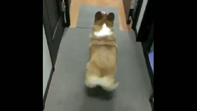 Twerk Yapan Köpek