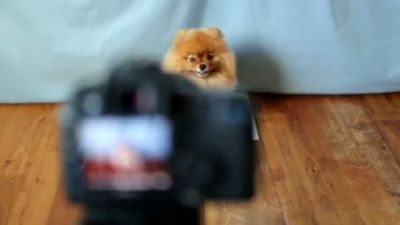 Dünyanın En Fotojenik Köpeği