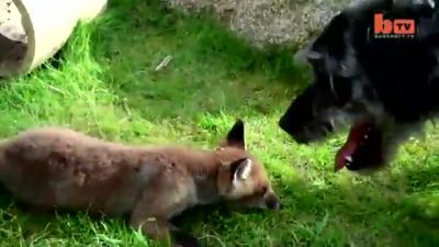 Sevimlilik Abidesi Yavru Tilki ve Köpek