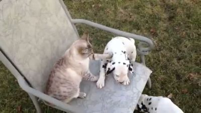 Yavru Köpeklerle Oynayan Kedi