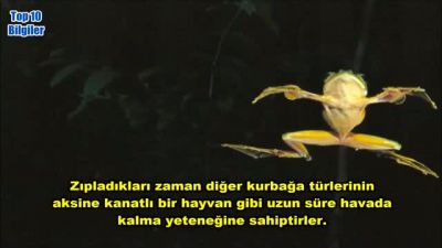 Uçanilen 10 İlginç Hayvan