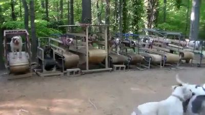 Köpeklere Özel Spor Salonu