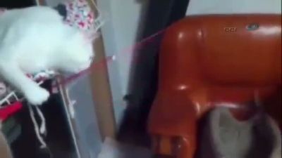 Kedi Kediye Bunu Yapar mı