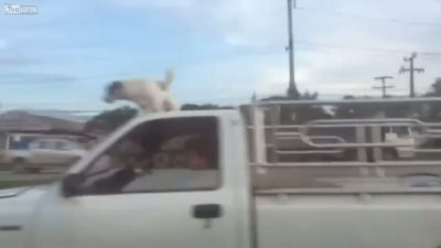 Kamyonetin Üstünde Yolculuk Eden Köpek