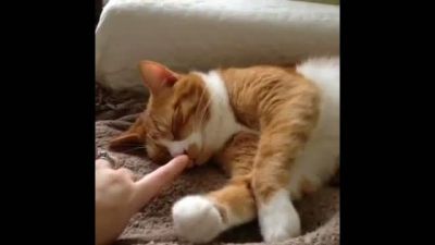 Uyanmak İstemeyen Kedi