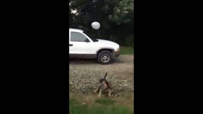 Balonla Eğlenen Köpek