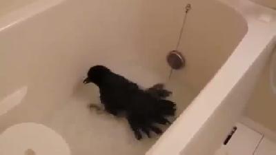 Banyo Keyfi Yapan Karga