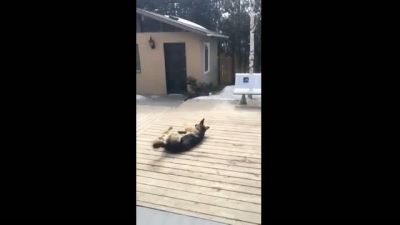 Köpeğin Beceriksizliği Ağır Çekimde