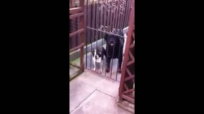 Sahibiyle Konuşan Köpek