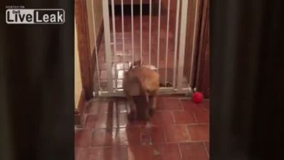 Ufacık Delikten Geçen Köpek
