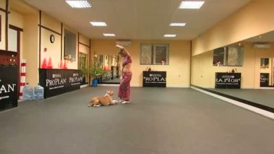 Pitbull ve Eğitmeninden Müthiş Dans