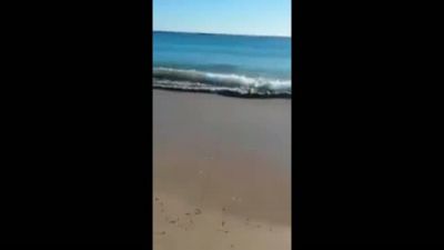 İntihardan Vazgeçen Köpek Balığı