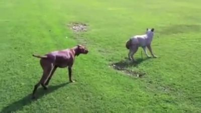 Köpeği Sahte Kurtla Trollemek