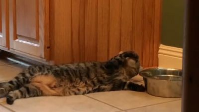 Görüp Görebileceğiniz en Tembel Kedi