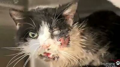 Zombi Kedi Şoku