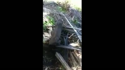 Korkunç Yaratık Böyle Görüntülendi