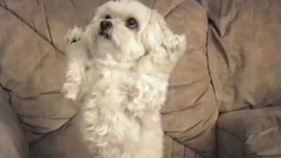 Polis Görünce Teslim Olan Köpek