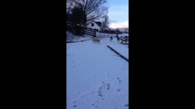 Kendini Köpek Sanan Koyun