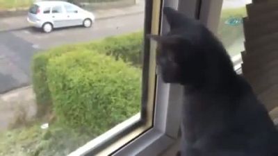 İlk Kez Kar Gören Kedi