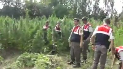 Esrar Tarlasında Göz Hakkı