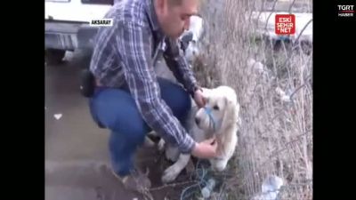 Yaralı Köpeğe İlk Müdahele