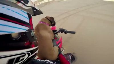 Motor Üzerinde Seyahat Eden Köpek